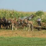 Amish Farmlands Tour - Who Is This Tour Best For?