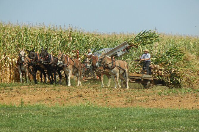 Amish Farmlands Tour - Who Is This Tour Best For?