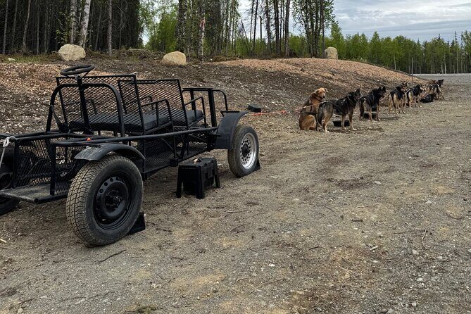 Anchorage's Authentic Dog Sledding Experience - The Value of This Tour