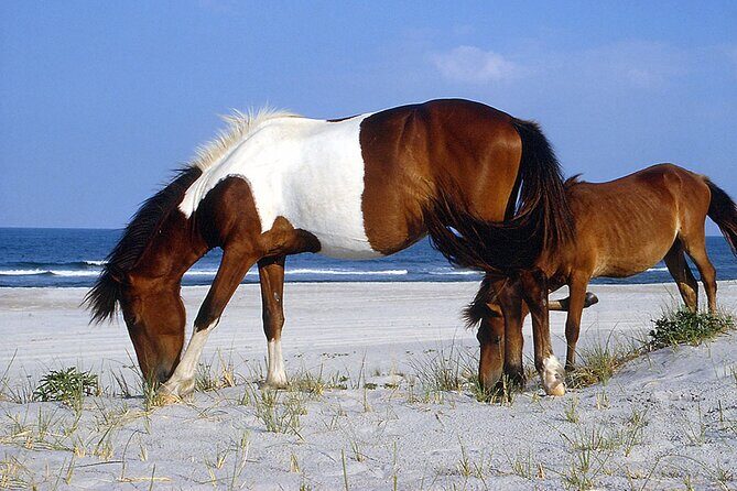 Assateague Horses, Herons and Happy Hour Cruise - The Experience in Detail