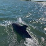 Assateague Island Cruise Departs from Ocean Pines - What to Expect on the Wildlife Encounters