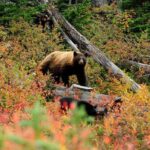 Banff PRIVATE Safari Drive and Custom Nature Walk -4H - Final Thoughts