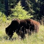 Banff Wildlife Explore and Johnston Canyon Hiking Tour - Price and Value