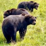Bears & Beers Tasting Tour out of Anchorage - Who is this Tour Best For?