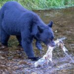 Bears, Totem Poles and Local Beer Alaskan Combo Tour - Authentic Experiences Based on Review Insights