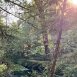 Beautiful Nature Walk On Ketchikan's Ward Creek Trail - FAQ