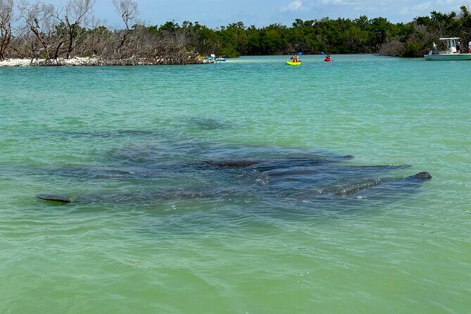 Beginner One Hour Guided Kayaking and SUP Activity - Why This Tour Stands Out in Fort Myers