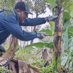 Big Island Jungle Tour with Banana and Guava Green Tea - What to Expect and Practical Details