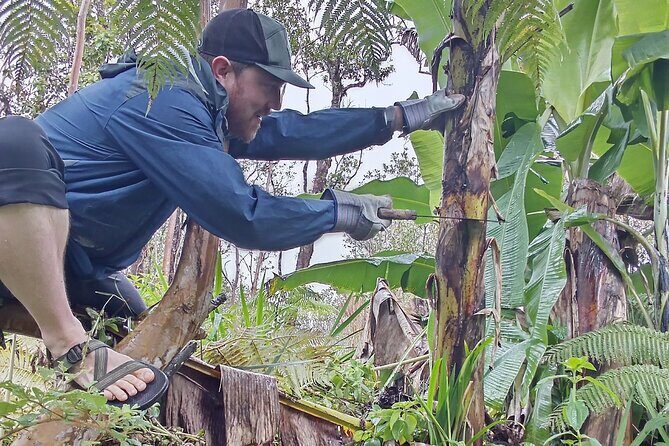 Big Island Jungle Tour with Banana and Guava Green Tea - What to Expect and Practical Details