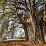 Bike tour to the Tule Tree and the Gastronomic Market - Visiting the Gastronomic Market: Food, Flavors, and Atmosphere