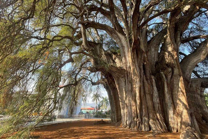 Bike tour to the Tule Tree and the Gastronomic Market - Visiting the Gastronomic Market: Food, Flavors, and Atmosphere
