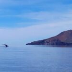 Blue Whale Watching Experience in Loreto - Watching the Blue Whales: The Main Event