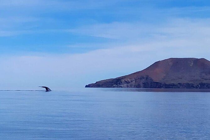 Blue Whale Watching Experience in Loreto - Watching the Blue Whales: The Main Event