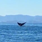 Blue Whale Watching in Loreto - Why This Tour Offers Great Value