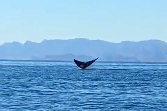 Blue Whale Watching in Loreto - Why This Tour Offers Great Value