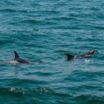 Boat Tour Snorkeling Tour with Guide, Drinks and Fruit - Practical Details and What to Expect