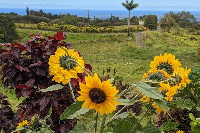Botanical Tour and waterfall swim at The Cloudforest Bioreserve - Who Would Love This Experience?