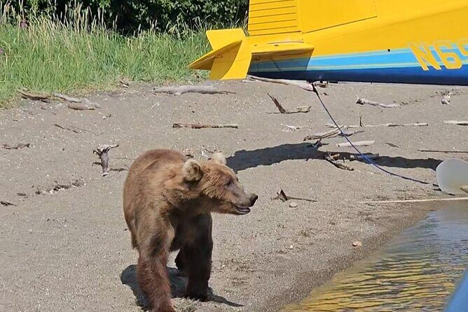 Brooks Falls Bear Viewing - The Itinerary: What To Expect