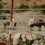 Brunch with Mini Rescue Burros in Southern California - How Does the Value Stack Up?