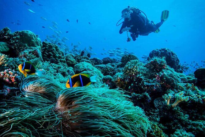 Cabo San Lucas 2 Tank Scuba Diving - Transportation and Accessibility