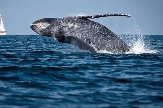 Cabo Whale Watching Tour: 2 Hours at Arch & Lovers Beach - What You Can Expect from This Cabo Experience