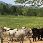Cades Cove Jeep Tour - Authentic Traveler Insights