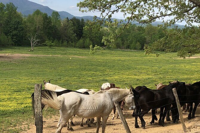 Cades Cove Jeep Tour - Authentic Traveler Insights