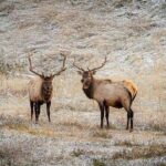 Calgary: Columbia Icefield Adventure, Skywalk and Peyto Lake Tour - Itinerary Breakdown: What You Can Expect