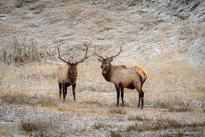 Calgary: Columbia Icefield Adventure, Skywalk and Peyto Lake Tour - Itinerary Breakdown: What You Can Expect