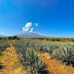 Cantaritos and Tequila Factory Tour - Practical Details: What You Need to Know