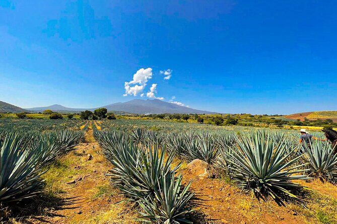 Cantaritos and Tequila Factory Tour - Practical Details: What You Need to Know