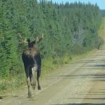Cape Breton Waterfall Jeep Excursion - Biggest Waterfall in NS - Value and Practical Considerations