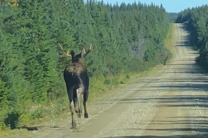 Cape Breton Waterfall Jeep Excursion - Biggest Waterfall in NS - Value and Practical Considerations