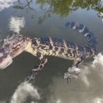 Captain Willy Airboat - Who Should Consider This Tour