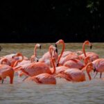 Celestun Flamingos Beach & Seafood Tour departure from Merida - An In-Depth Look at the Tour Itinerary