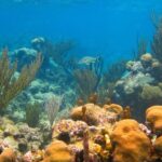 Cenote and Akumal Snorkel - Practical Details That Matter