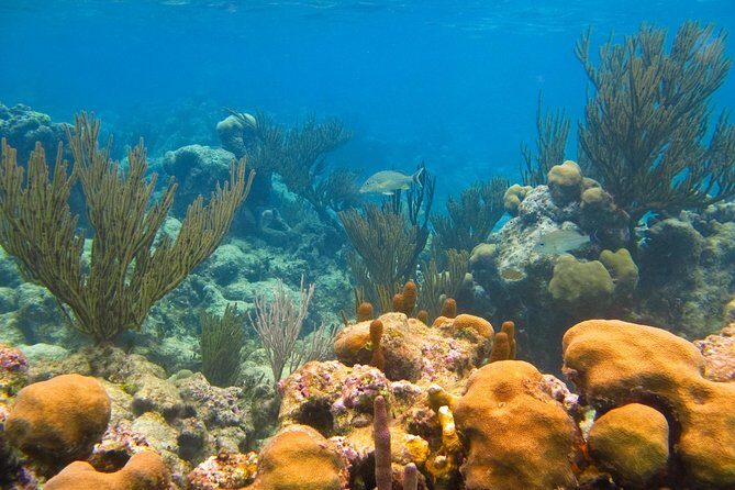 Cenote and Akumal Snorkel - Practical Details That Matter