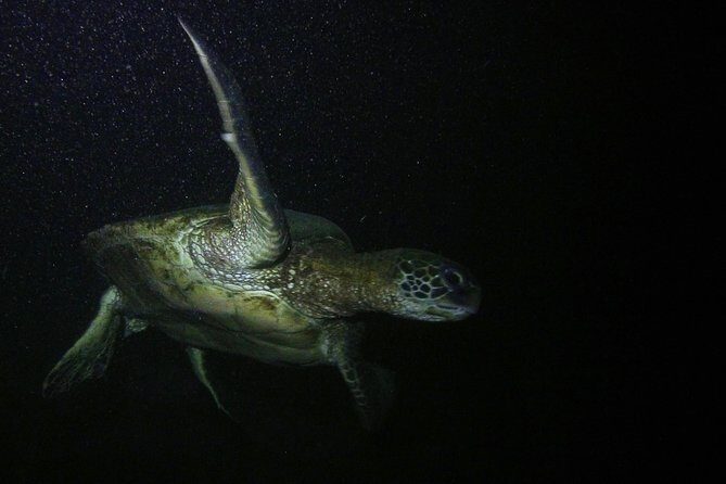 Certified Beach Night Dive - Overall Value and Who This Is Perfect For