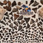 Charleston/Folly Beach Shark Tooth and fossil Island Drop off - The Experience from a Traveler’s Perspective