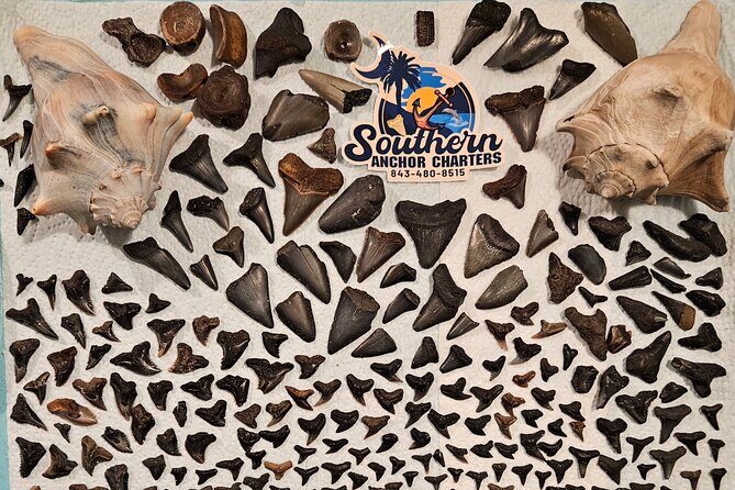 Charleston/Folly Beach Shark Tooth and fossil Island Drop off - The Experience from a Traveler’s Perspective