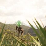 Classic Tequila Tour and CANTARITOS EL GÜERO - Exploring the Itinerary