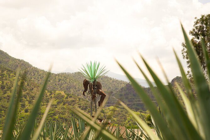 Classic Tequila Tour and CANTARITOS EL GÜERO - Exploring the Itinerary