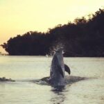 Clear Kayak Sunset Tour - Cocoa Beach - Who Is This Tour Perfect For?