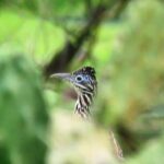 Colima Volcano Birdwatching Tour - Transportation and Group Experience