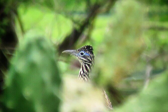 Colima Volcano Birdwatching Tour - Transportation and Group Experience