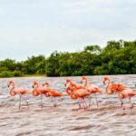 Coloradas Adventure and Cancunito Beach Tour from Merida - An In-Depth Look at the Tour Experience