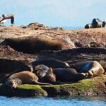 Coronado Island Visit and Sea Lions Swimming - Exploring Fascinating Stops