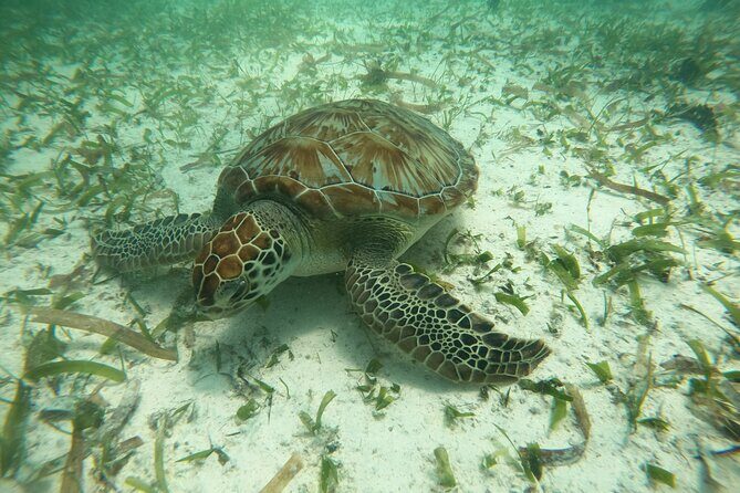 Costa Maya, snorkeling on the reef with fish, looking for turtles - Who Will Love This Tour?
