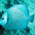 Cozumel Snorkeling Reef Experience with Ceviche and Beers - Detailed Breakdown of the Tour Experience