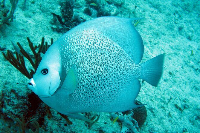 Cozumel Snorkeling Reef Experience with Ceviche and Beers - Detailed Breakdown of the Tour Experience